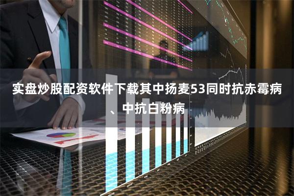 实盘炒股配资软件下载其中扬麦53同时抗赤霉病、中抗白粉病